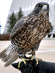 Ace, a falcon at the U.S. Air Force Academy