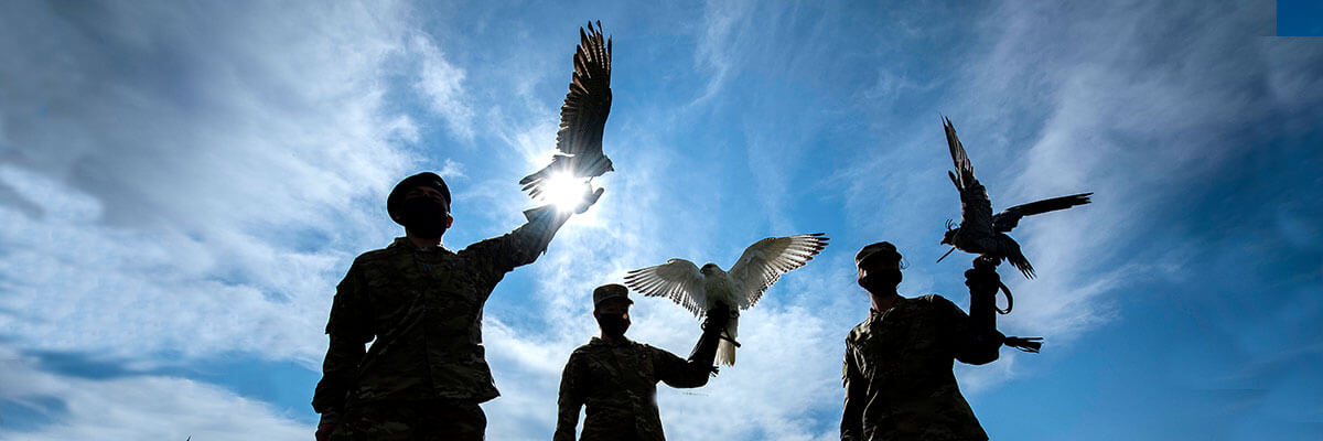 Image of three falcons with theit trainers from the Falconry Club.