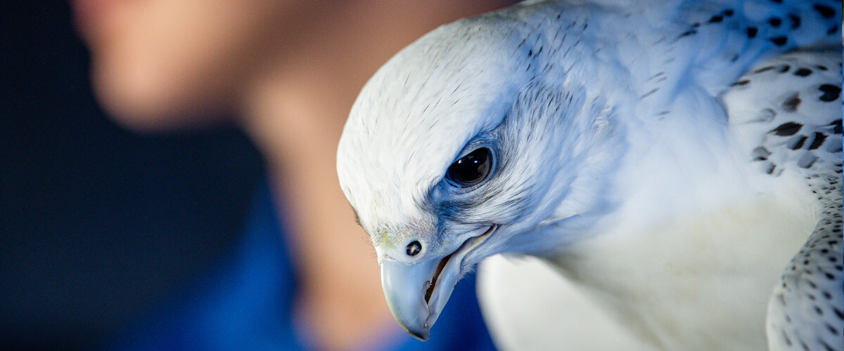 A falcon from the U.S. Air Force Academy Falconry Club.