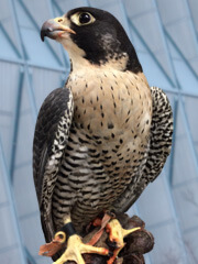 Cairo, a falcon at the U.S. Air Force Academy