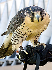 Karena, a falcon at the U.S. Air Force Academy