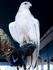 Nova, a falcon at the U.S. Air Force Academy