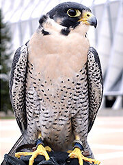 Oblio, a falcon at the U.S. Air Force Academy