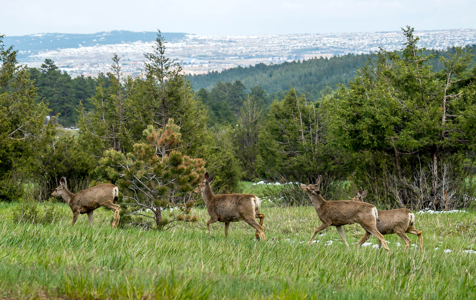 Group of deer on US Air Force Academy