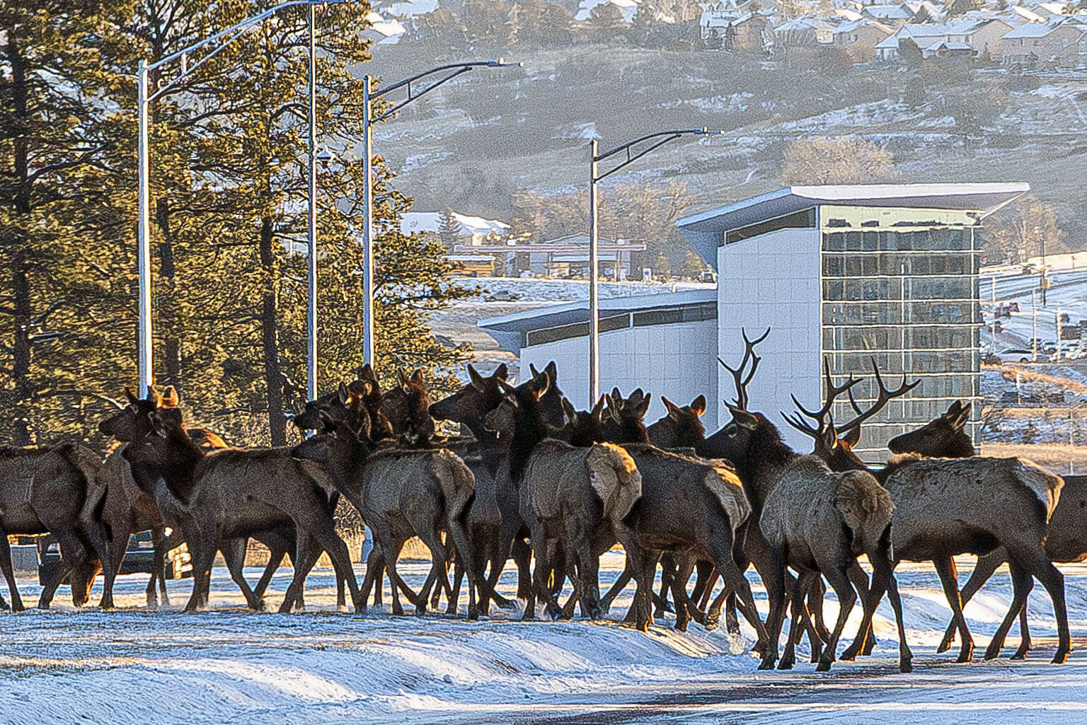Heard of elk crossing North Gate Blvd just before the North Gate.