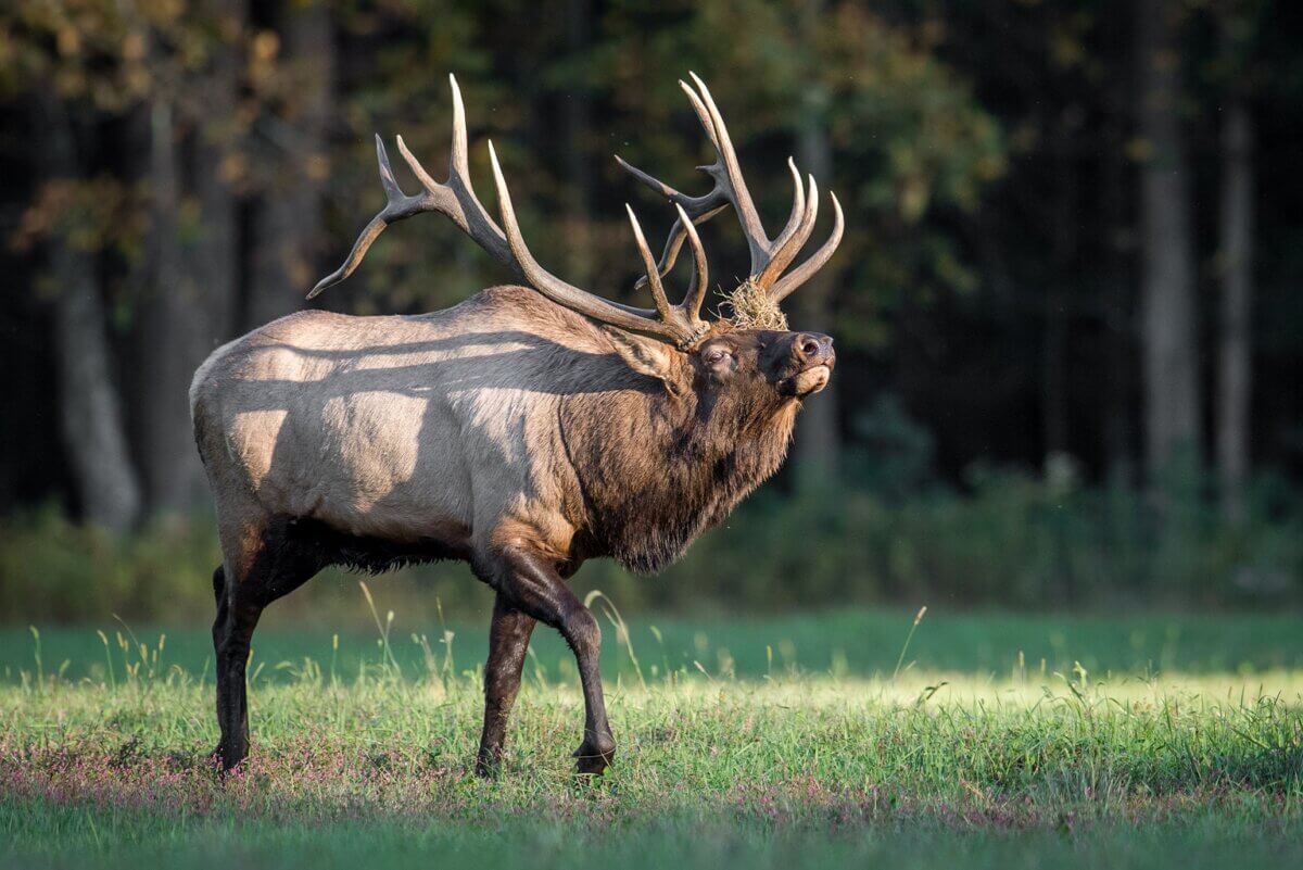 American Elk