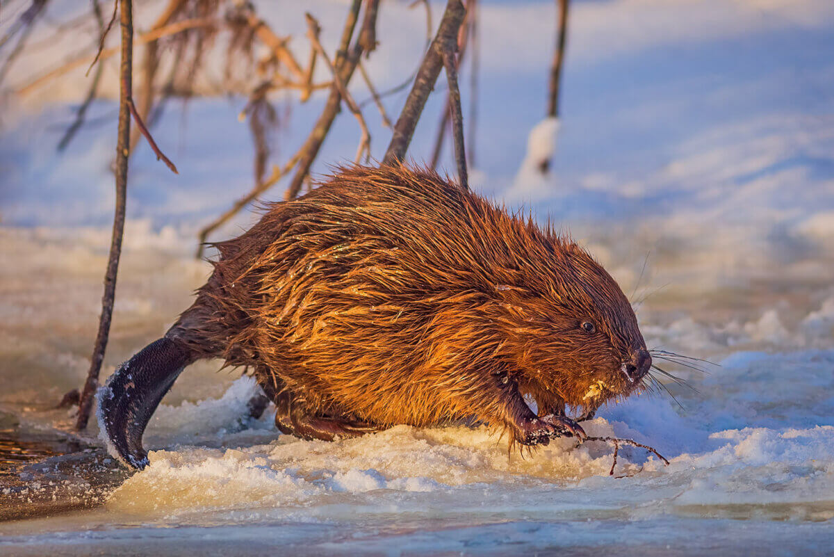 Beaver in snow