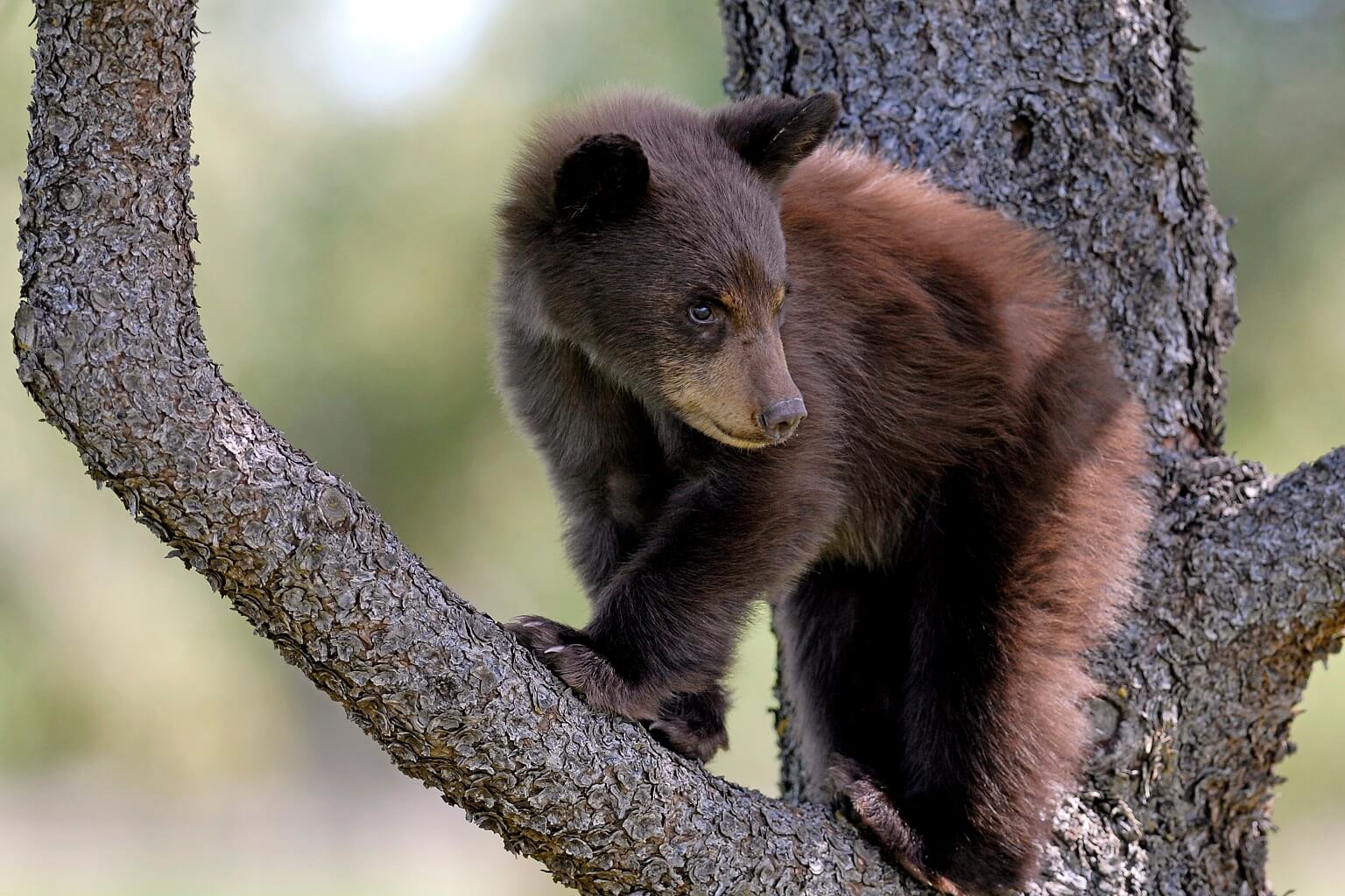 black bear