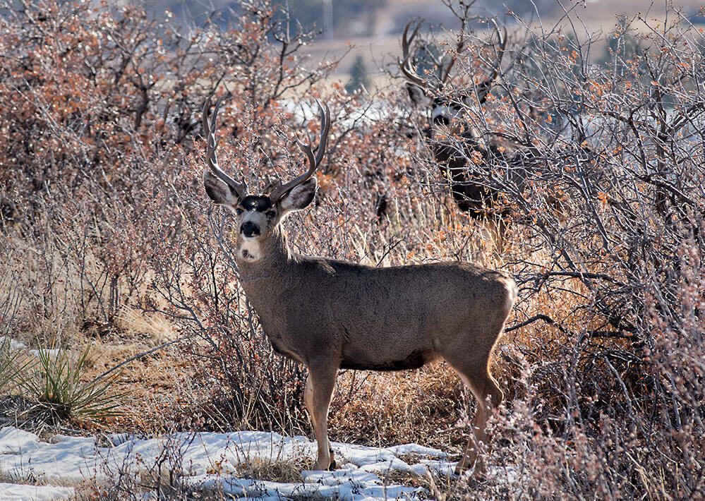 Mule Deer