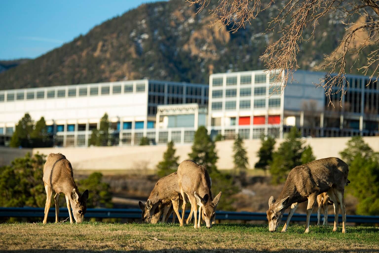 mule deer