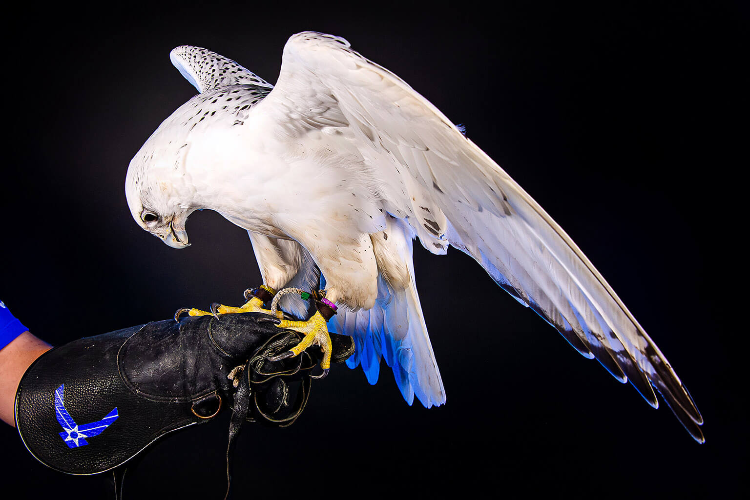 A U.S. Air Force Academy Falconry Team member holds Nova 