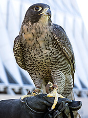 Photo of Apollo, a falcon at the U.S. Air Force Academy