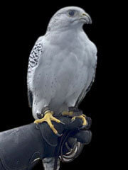 Athena, a falcon at the U.S. Air Force Academy