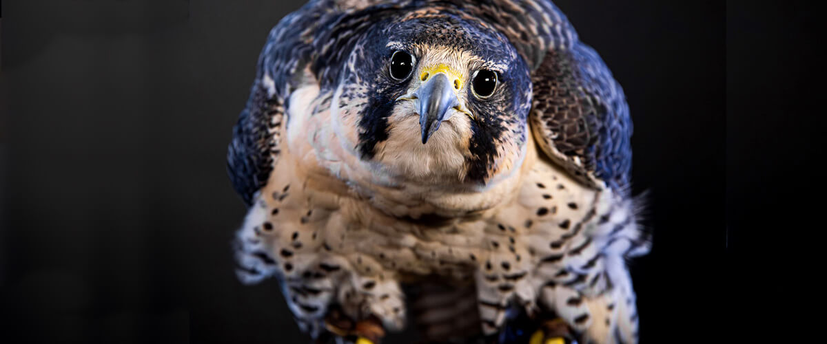 A falcon from the U.S. Air Force Academy Falconry Club.