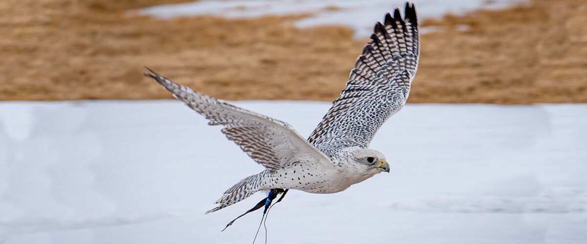 A falcon from the U.S. Air Force Academy Falconry Club.