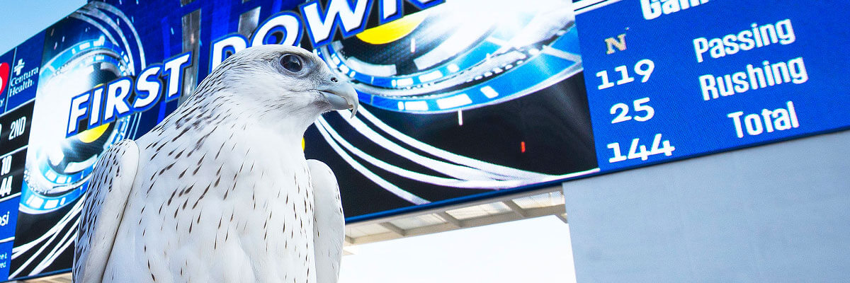 Images of our newest mascot Nova in front of the scoreboard at Falcon stadium.