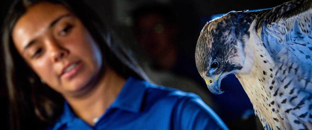 A falcon from the U.S. Air Force Academy Falconry Club.