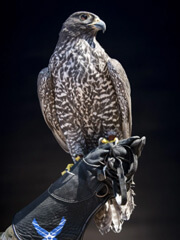 Eclipse, a falcon at the U.S. Air Force Academy