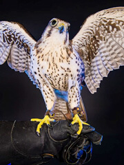 Kara, a falcon at the U.S. Air Force Academy