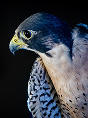 Kuzco, a falcon at the U.S. Air Force Academy