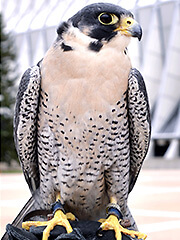 Falconry &#8226; United States Air Force Academy