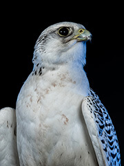 Odin, a falcon at the U.S. Air Force Academy