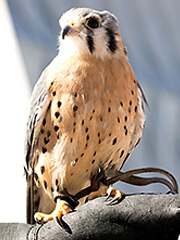 Photo of Zeus, a falcon at the U.S. Air Force Academy