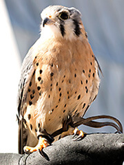 Zeus, a falcon at the U.S. Air Force Academy