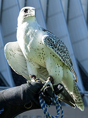 Photo of Ziva, a falcon at the U.S. Air Force Academy