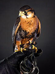 Zorro, a falcon at the U.S. Air Force Academy