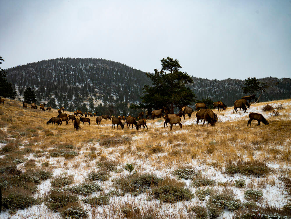 Herds of Plenty – Rocky Mountain National Park