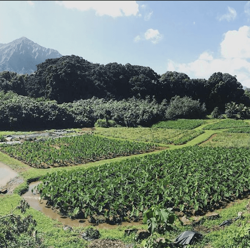 The taro (kalo) fields in Kailua