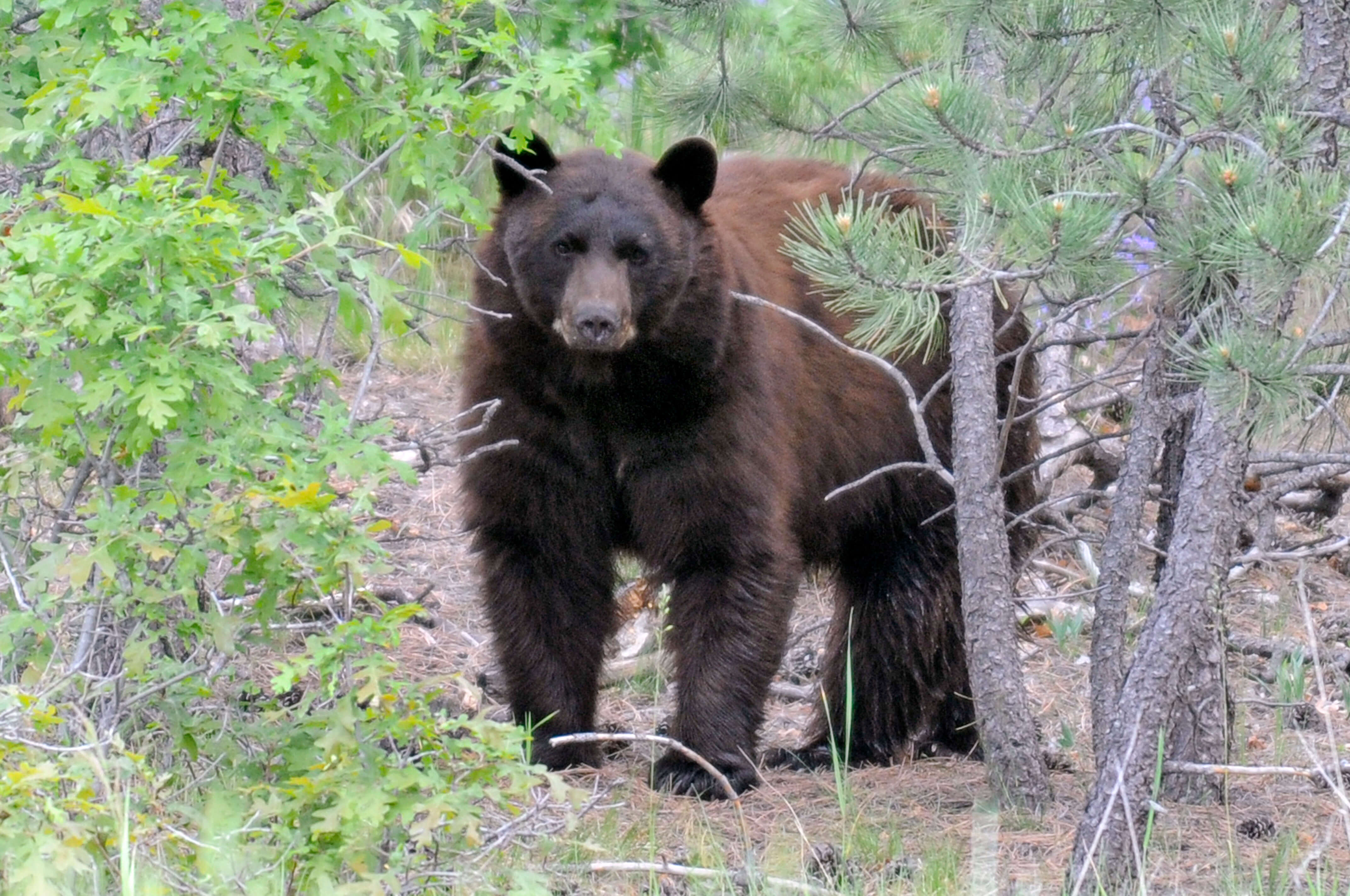 Black Bears Emergence
