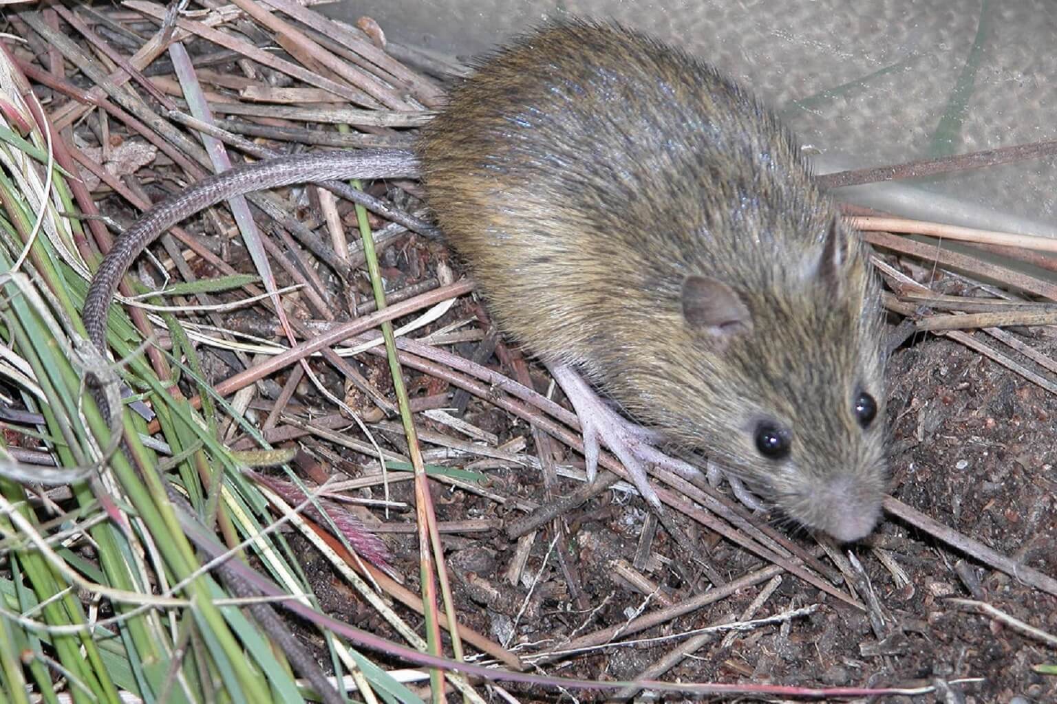 jumping mouse