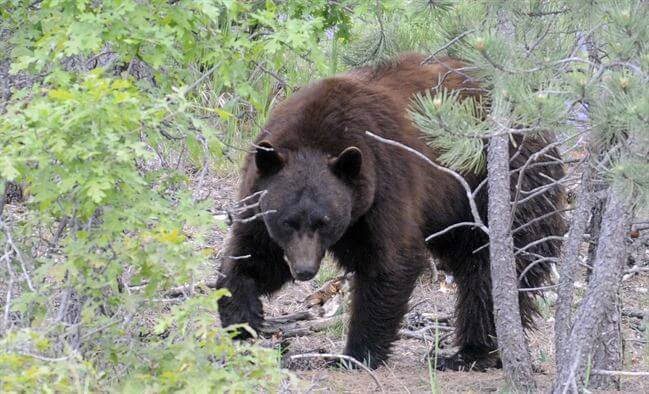 Bear season at Academy