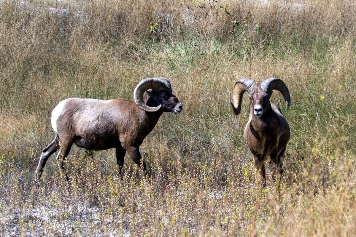 two bighorn sheep in a field