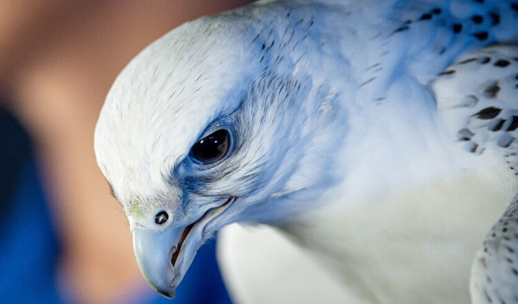 Cadet Club: Falconry.
