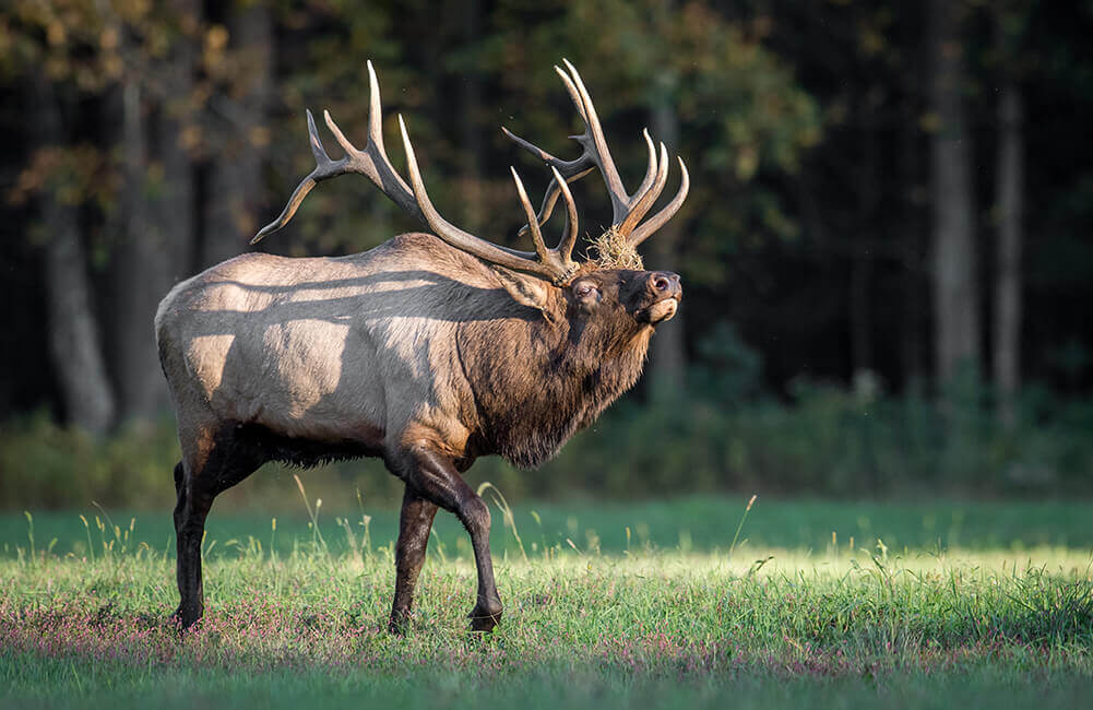 American Elk