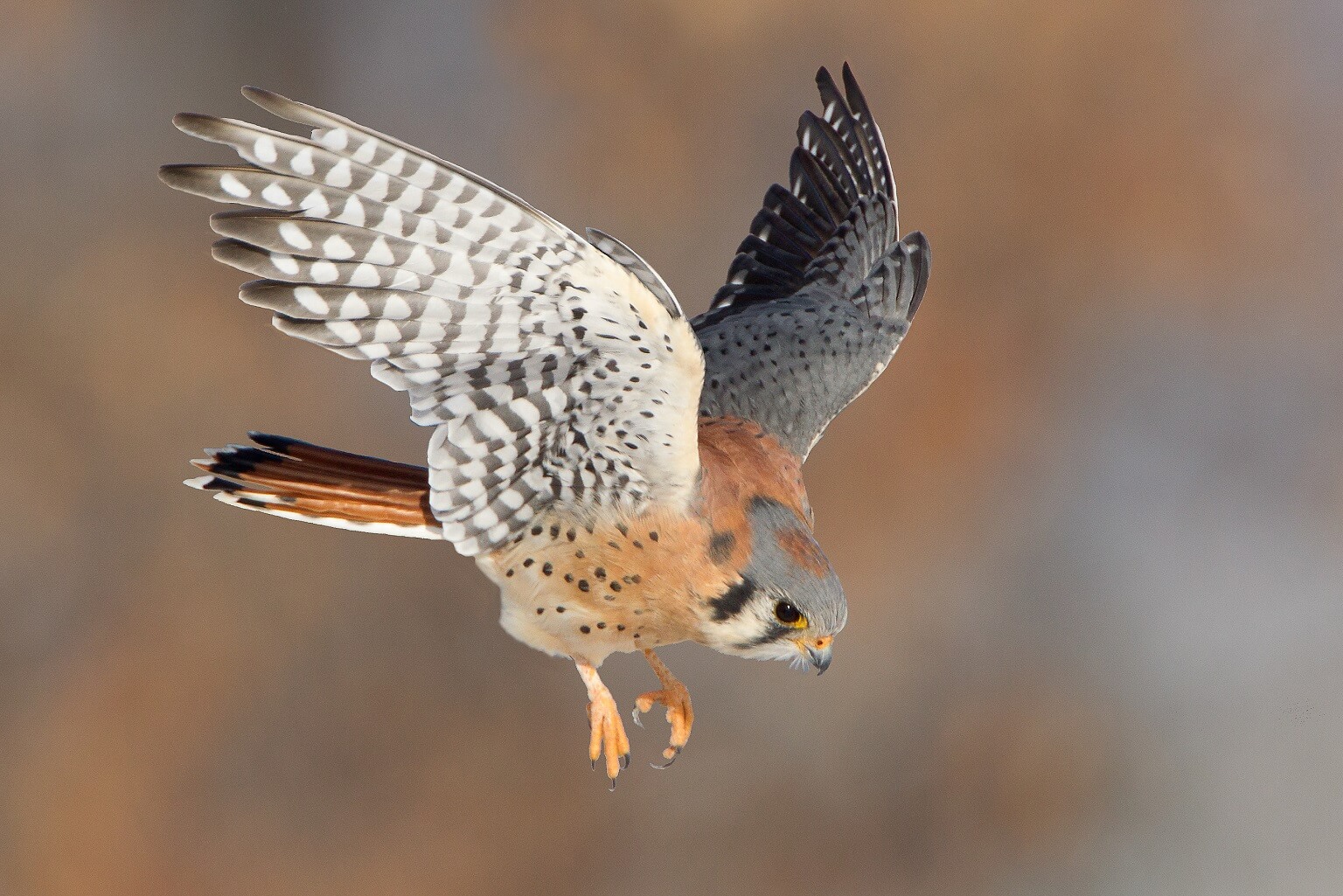 American kestrel