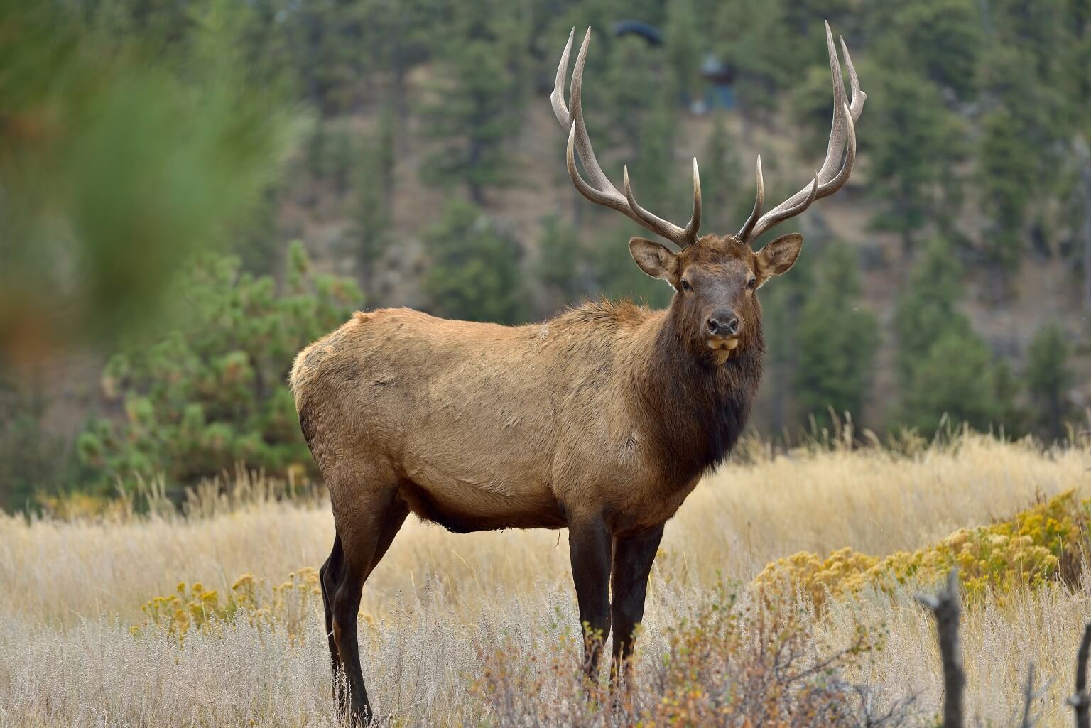 American Elk