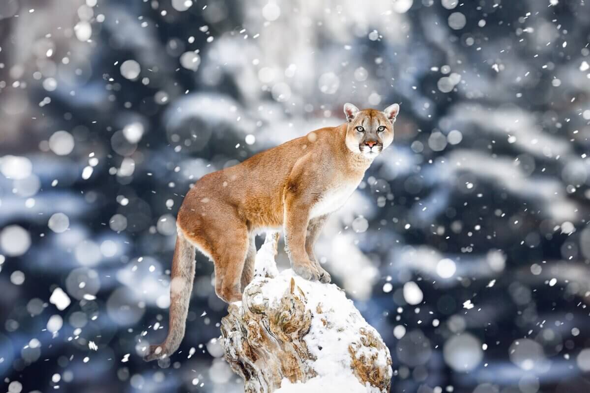 mountain lion on rock with snow falling