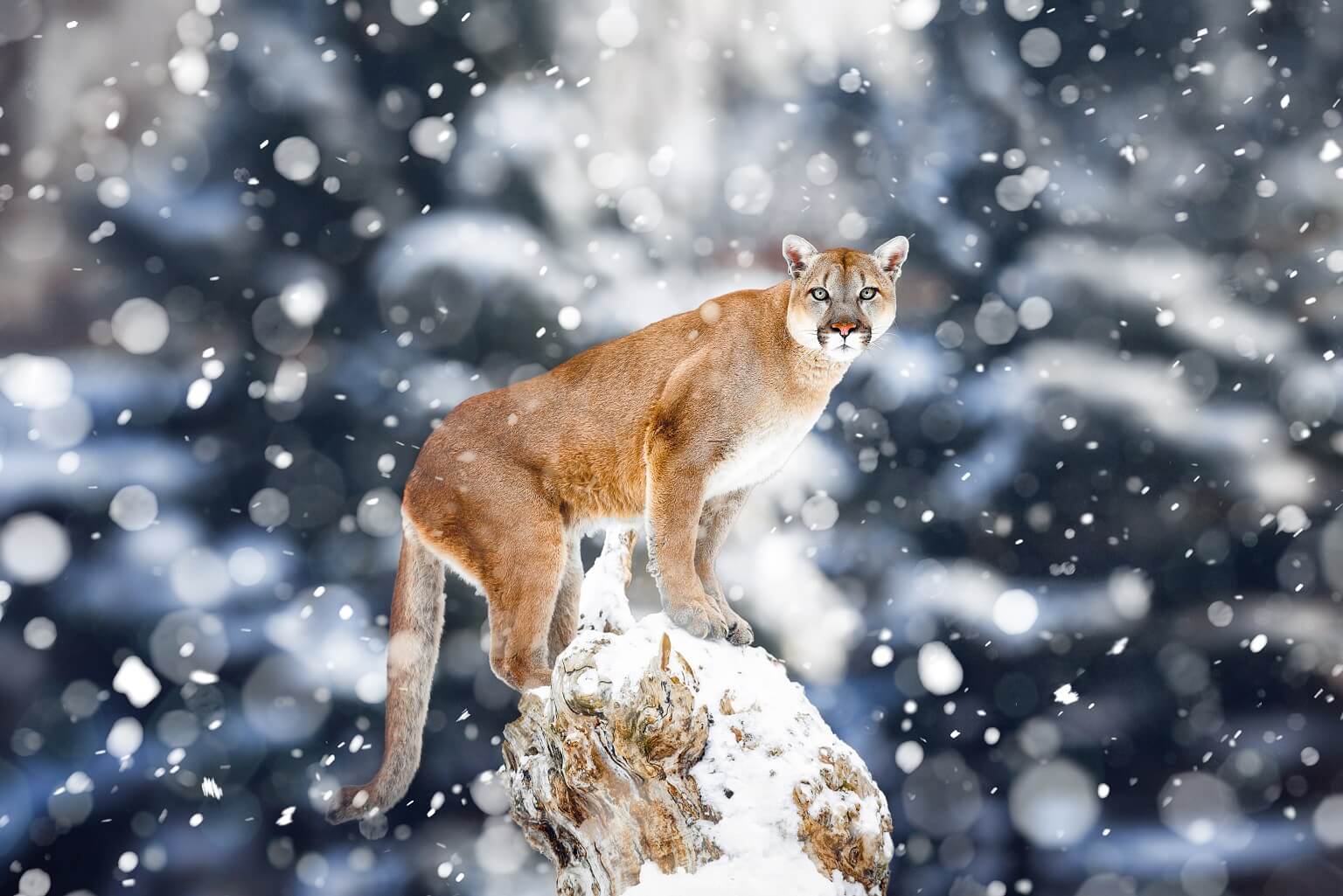 mountain lion