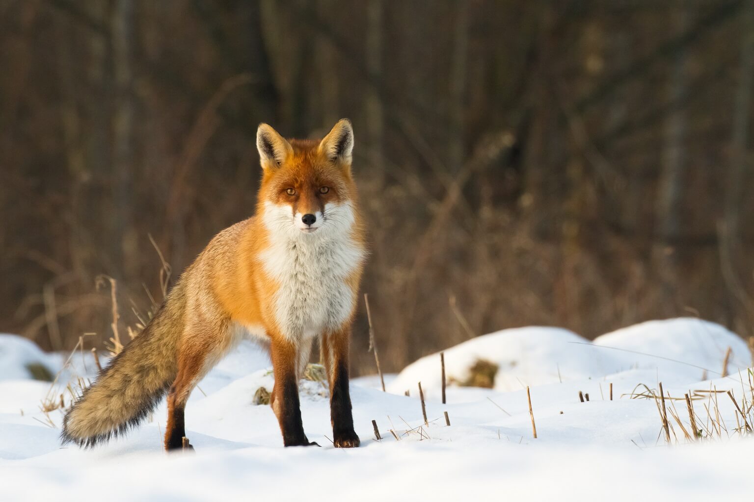 fox